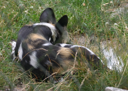 Vildhund vilade i gräset