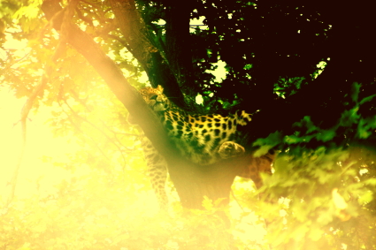 Så här ser nog drömmen ut för leoparden