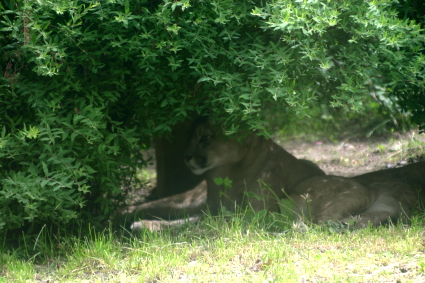 Puma i skydd av skuggan