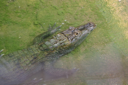 Observerande krokodil
