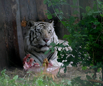 Här är den eftertraktade vita tigern
