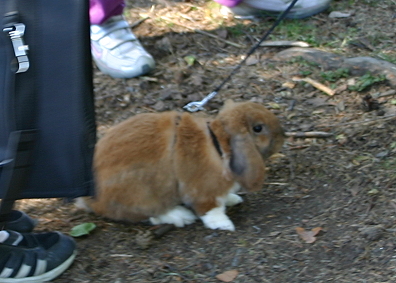 En kanin